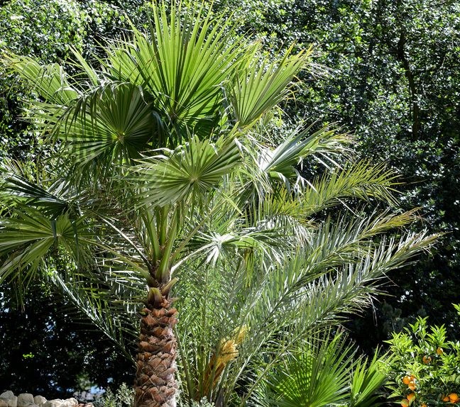 2048x1365-Trachycarpus-fortunei-SEO-LI3935009ChelseaFlowerSh-b9770bb