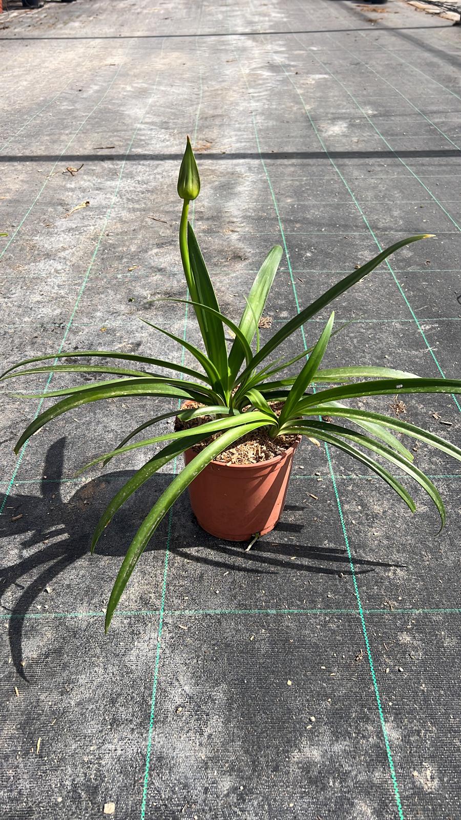 AGAPANTHUS TWISTER C17