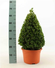 Buxus piramide 5L