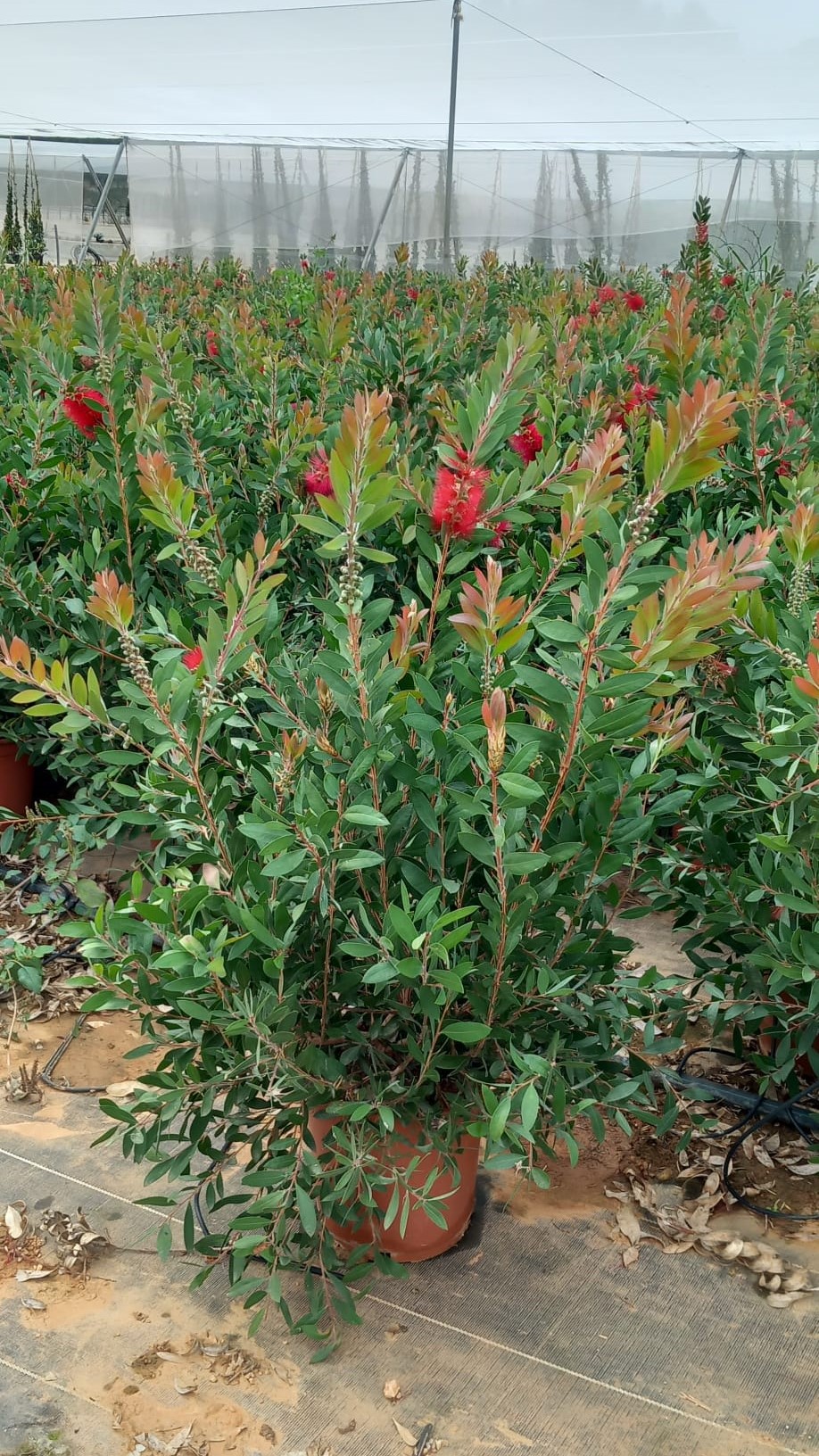 Callistemon c20