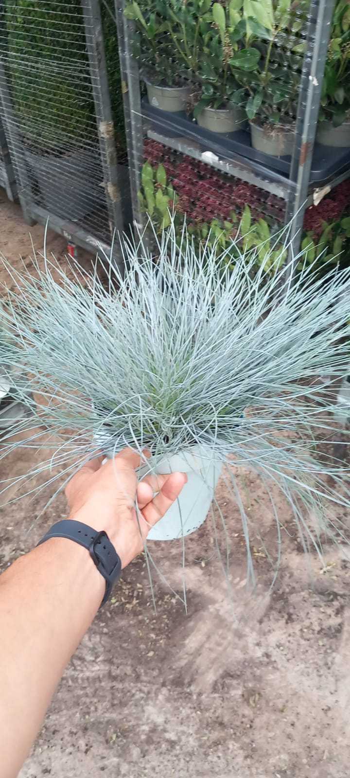 Festuca glauca C17