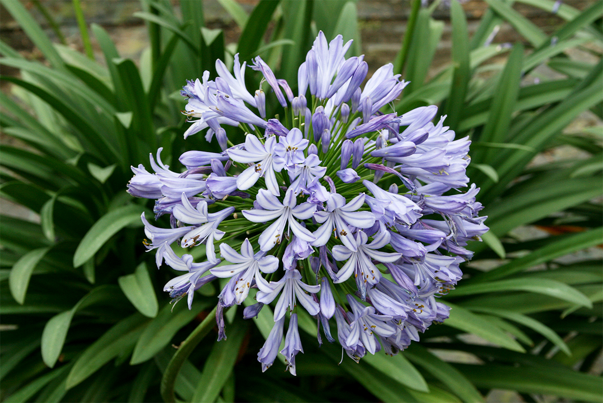Flor agapanthus (1)