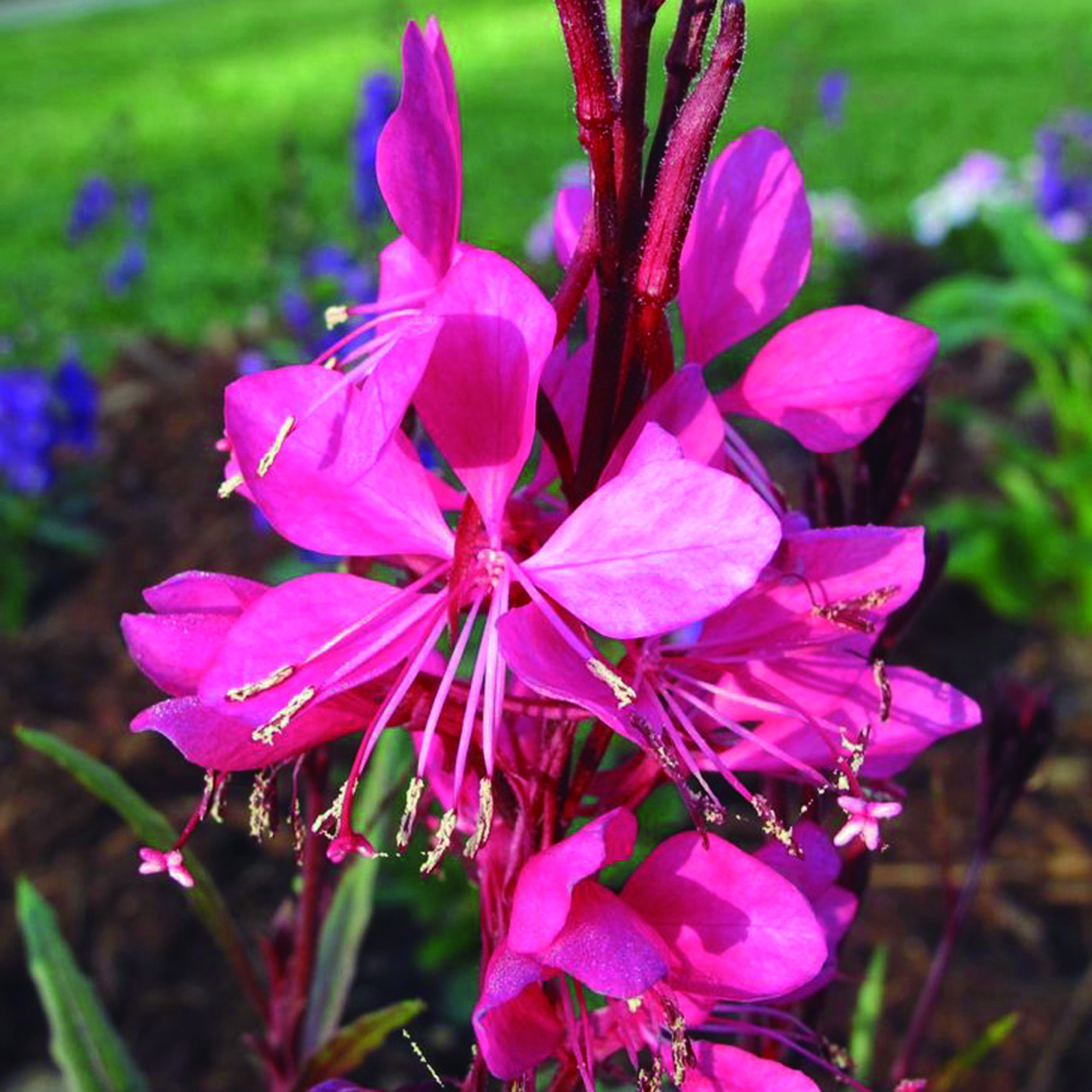Gaura-Dark-Pink