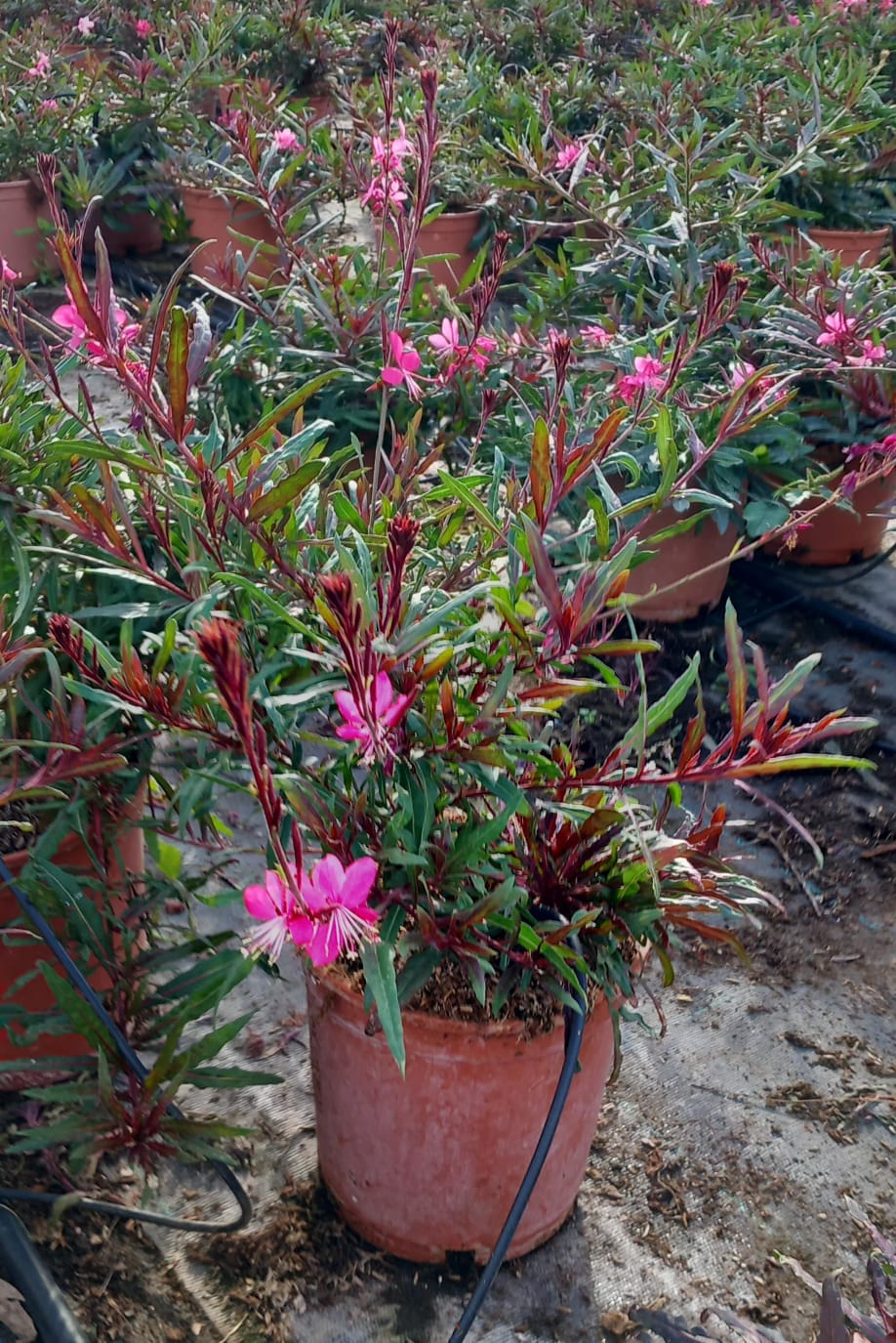 Gaura c17