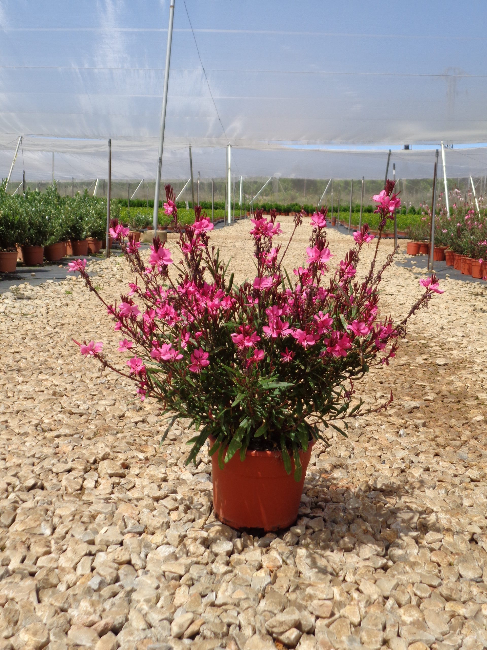 Gaura rosa 5L 2