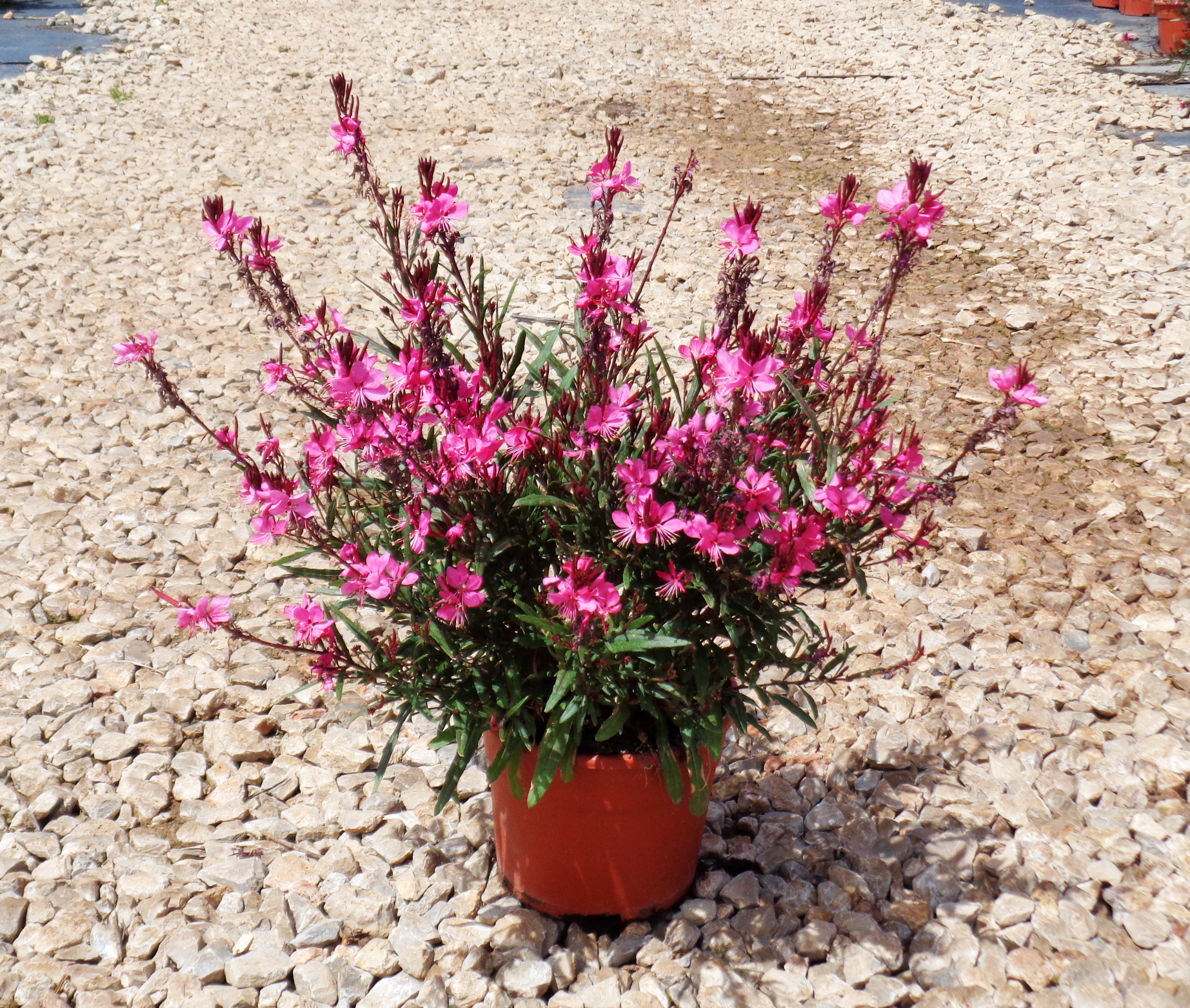 Gaura rosa 5L