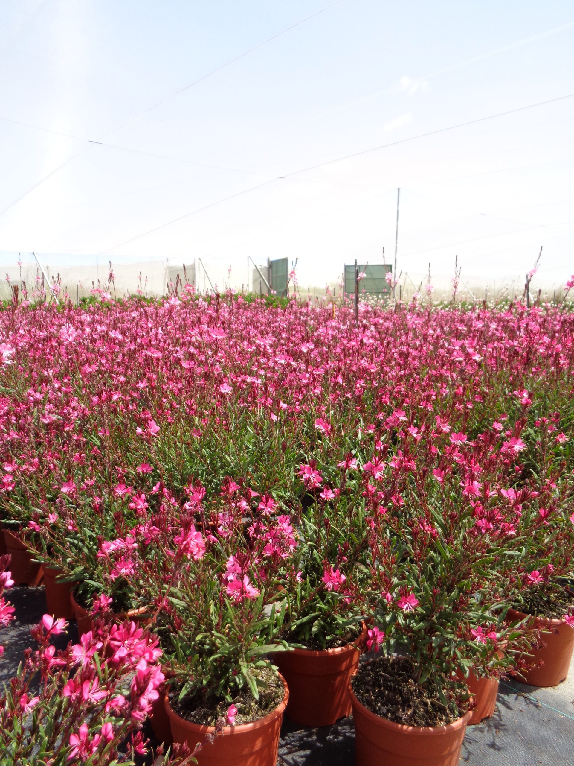 Gaura rosa - partida 1