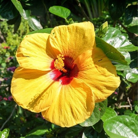 HIBISCUS-AMARILLO-FLOR