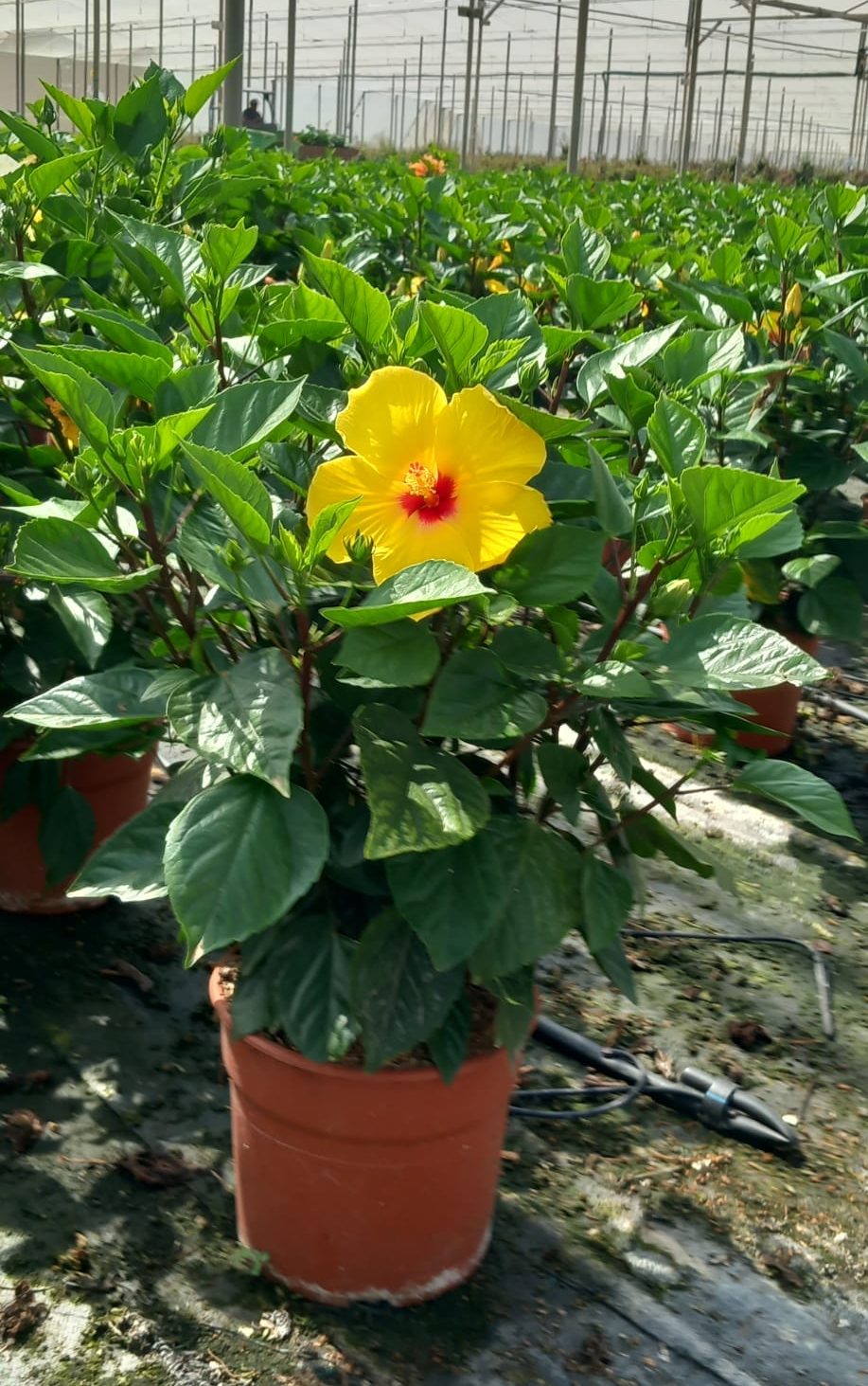 HIBISCUS-AMARILLO