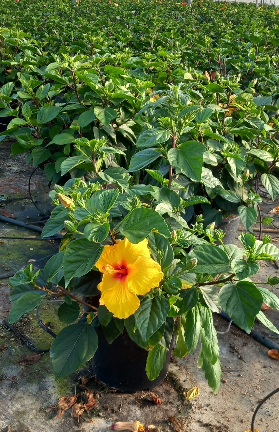 HIBISCUS-AMARILLO1