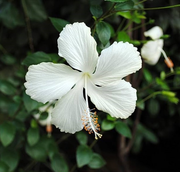 HIBISCUS-BLANCO-FLOR