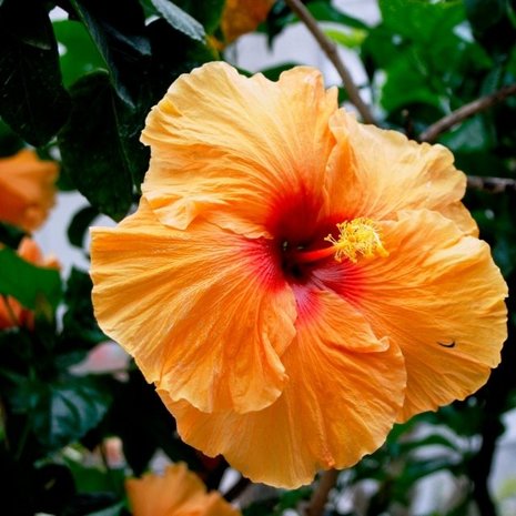 HIBISCUS-NARANJA