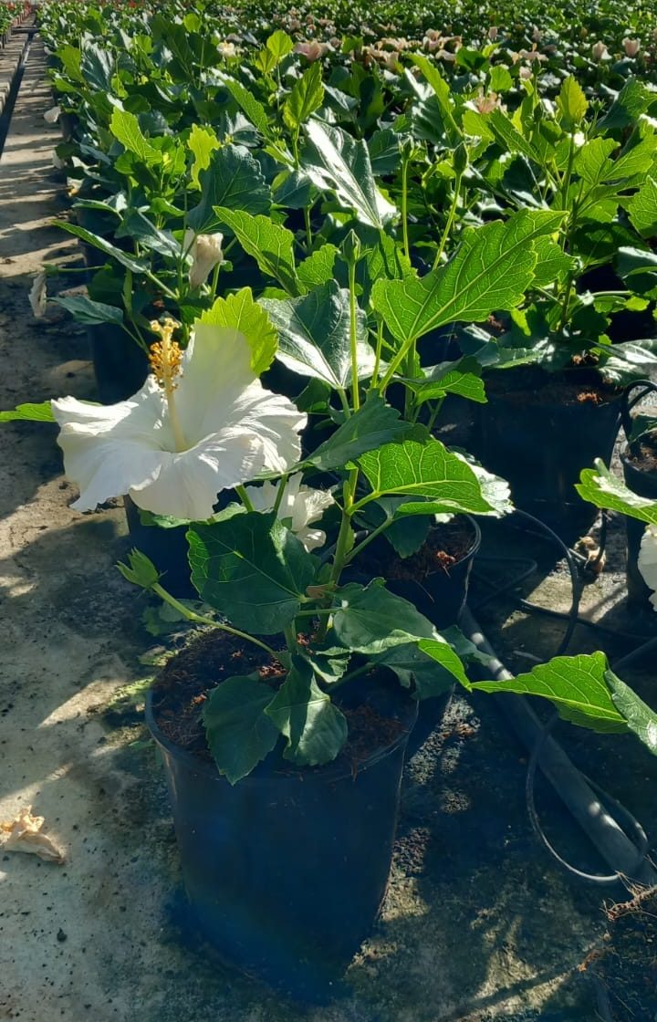 Hibiscus c17 blanco