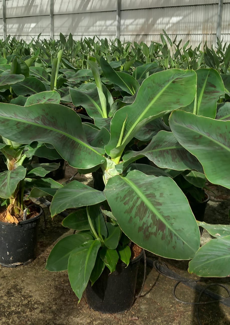 Musa-dwarf-cavendishC20