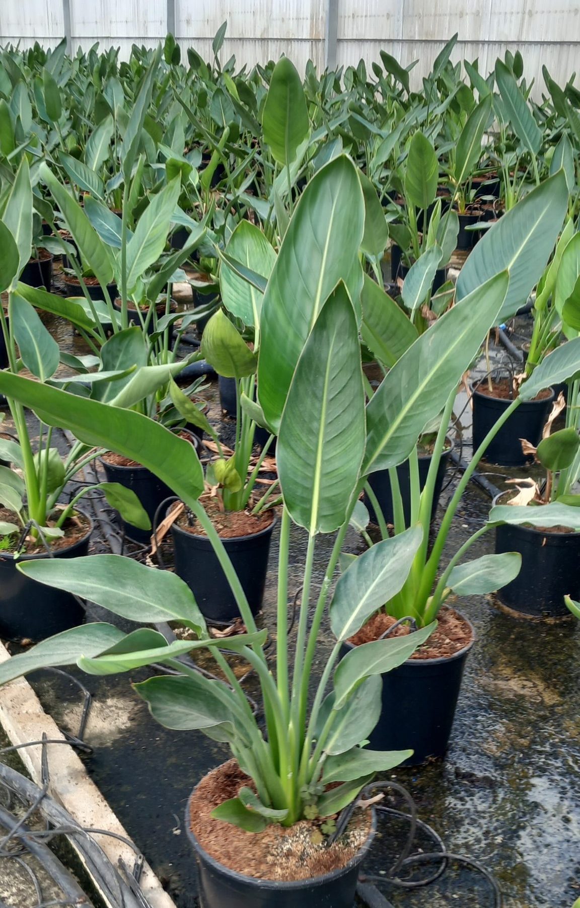 STRELITZIA REGINAE C25