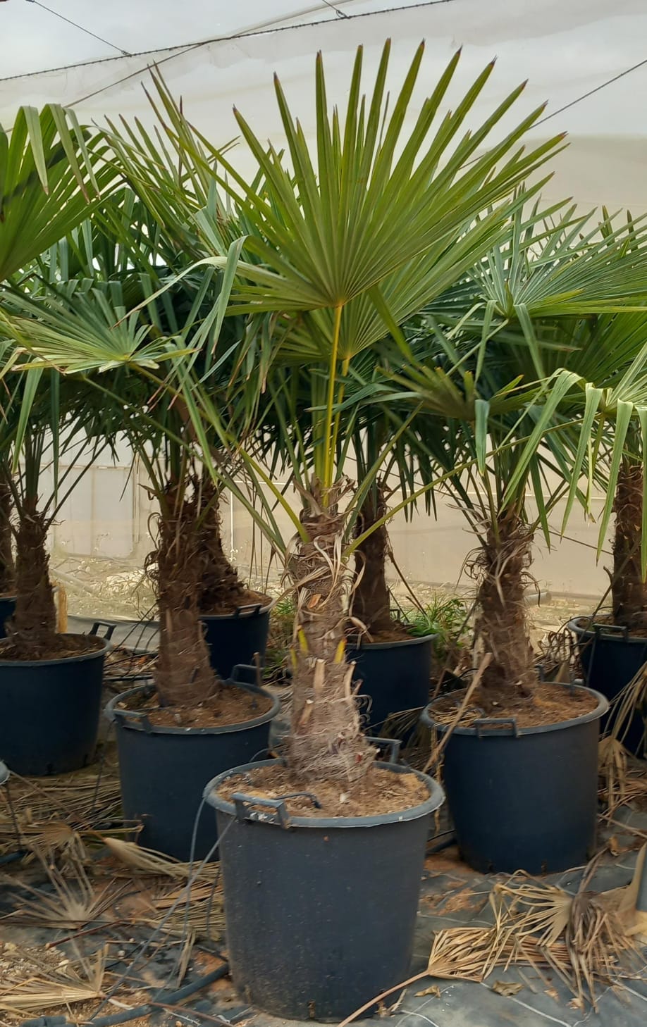 Trachycarpus f.40-60tronco