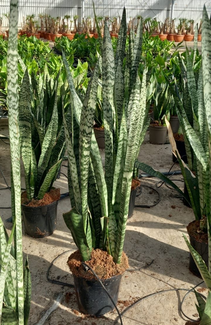 WhatsApp Image 2023-11-29 at 15.09.36