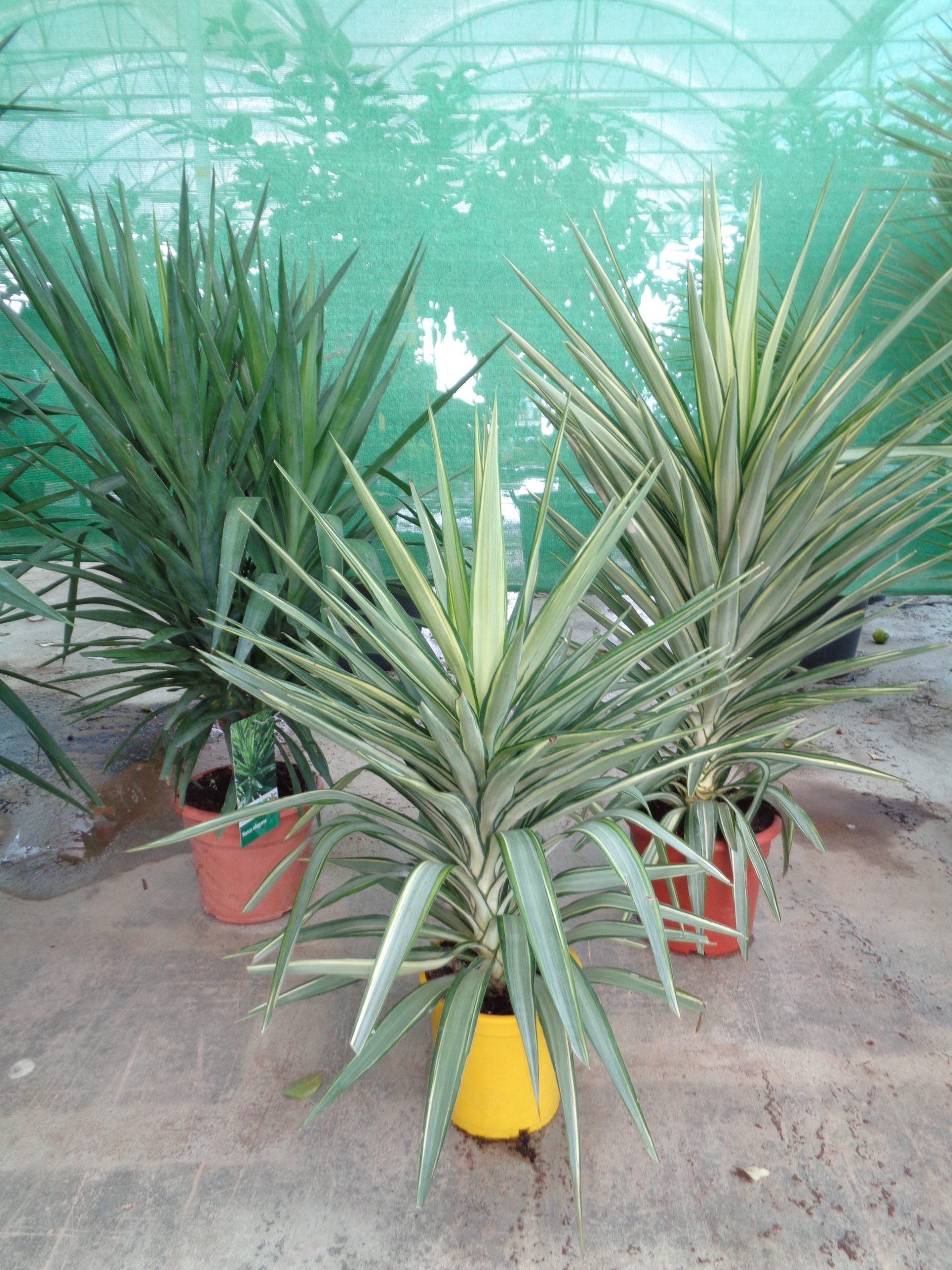 YUCCA JEWEL