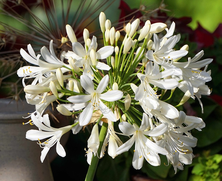 agapanthus-3534228_960_720