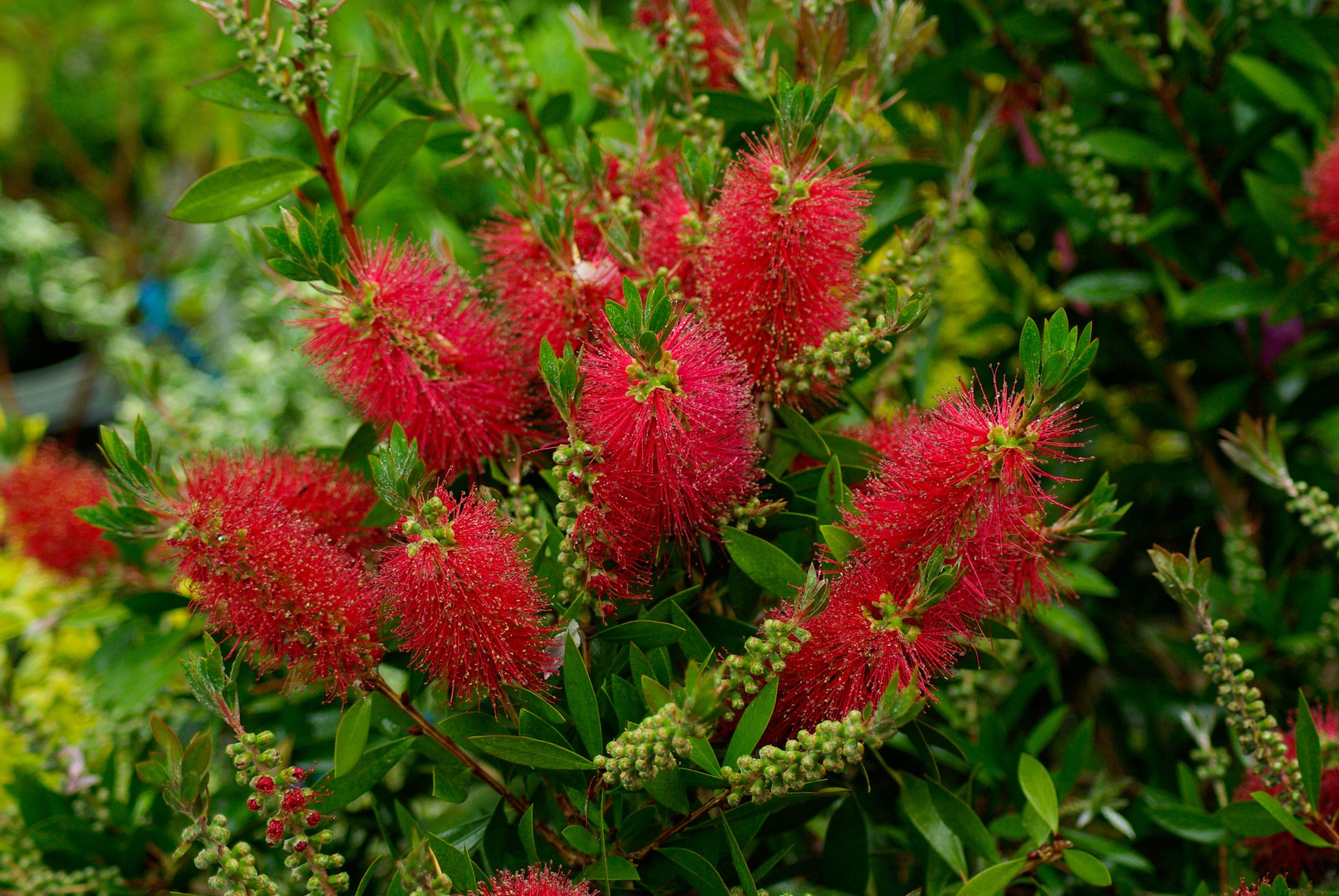 callistemon-laevis-740466