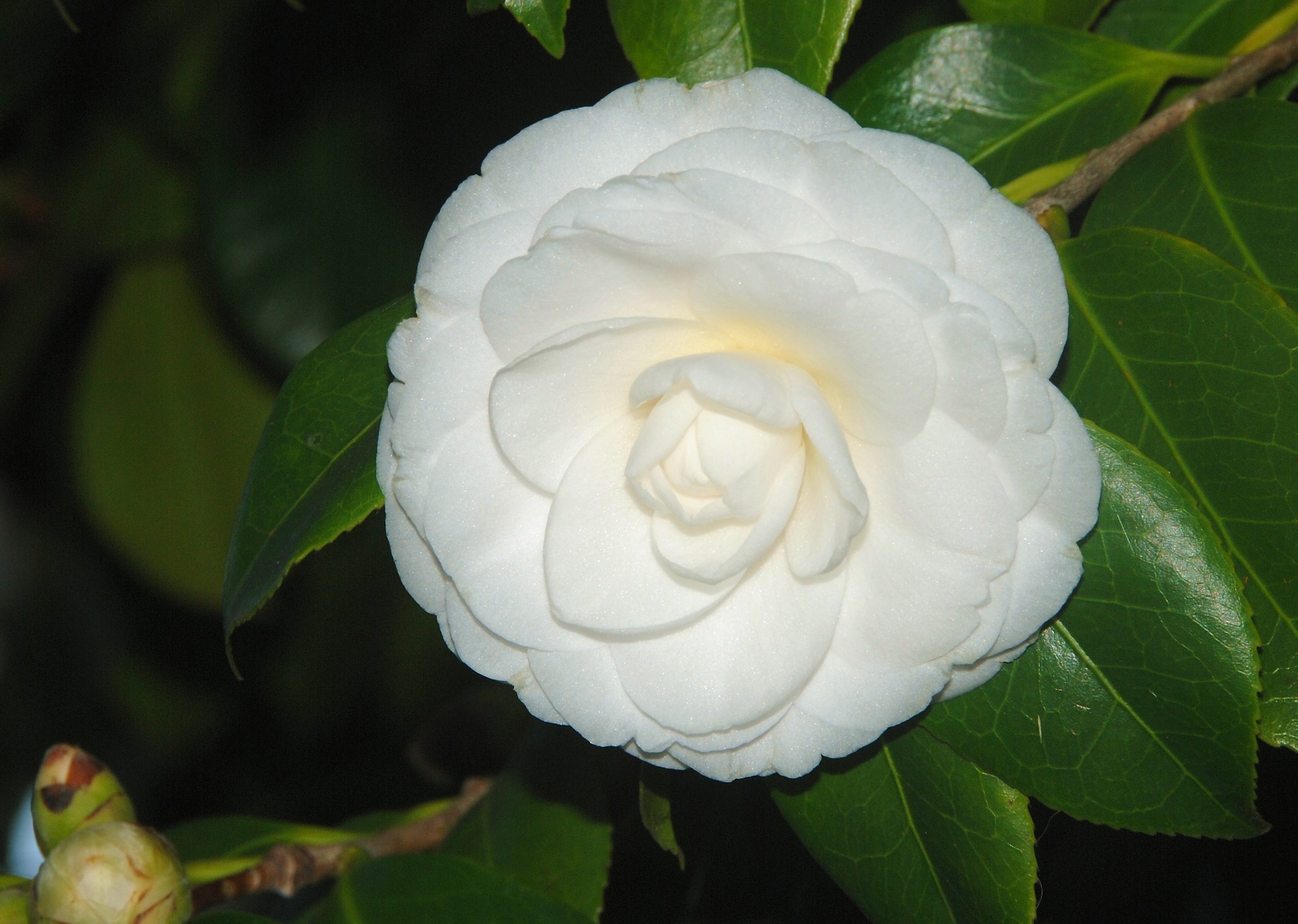 camelia (blanca)