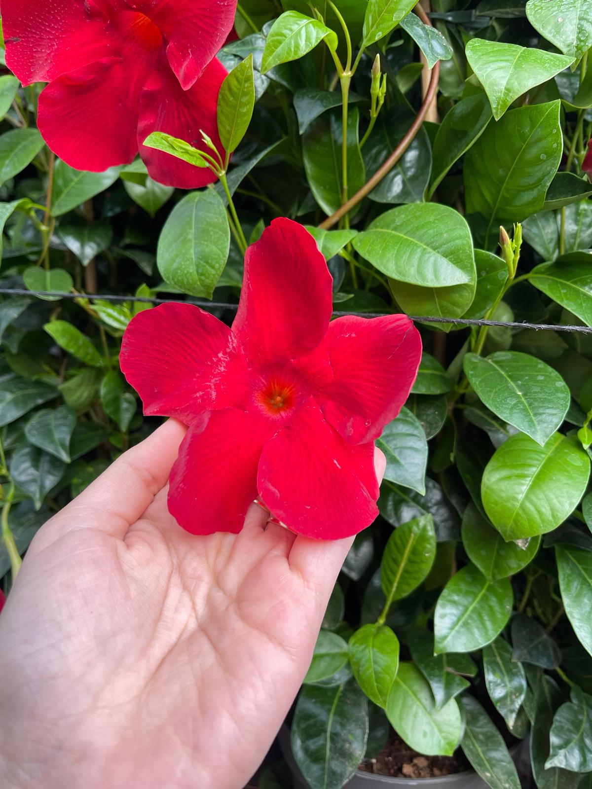 diplodenia-sanderiC17-flor3