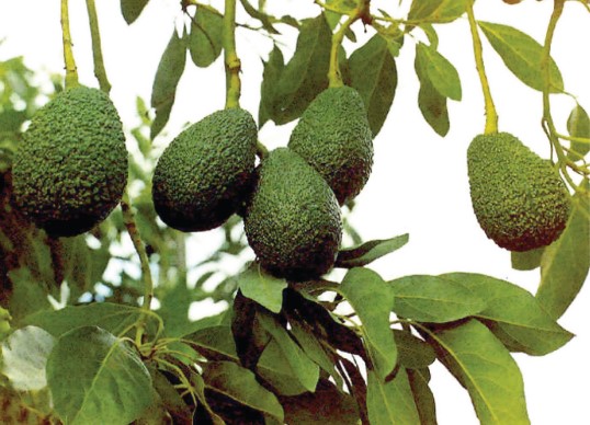 fotos-aguacate
