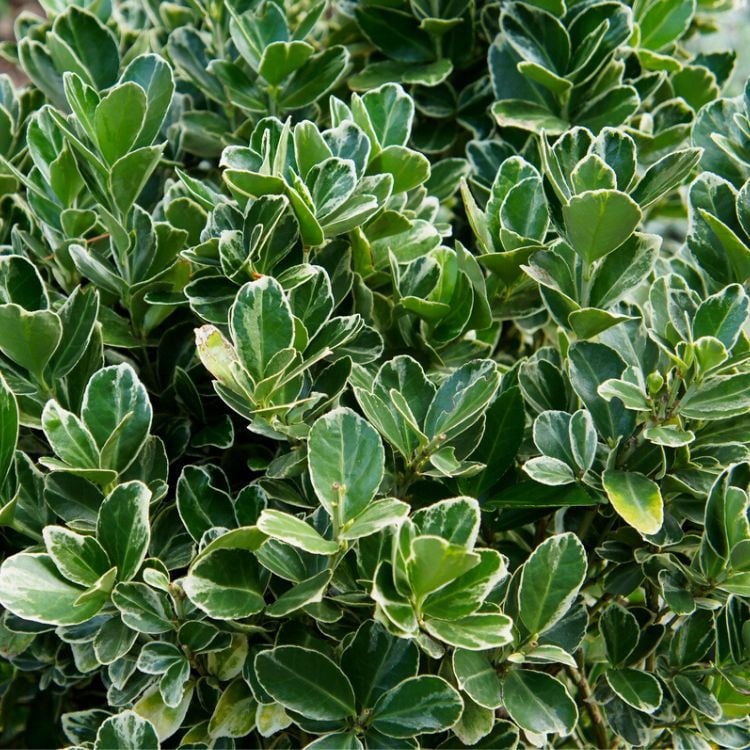 kardinaalshoed-euonymus-japonicus-albomarginatus