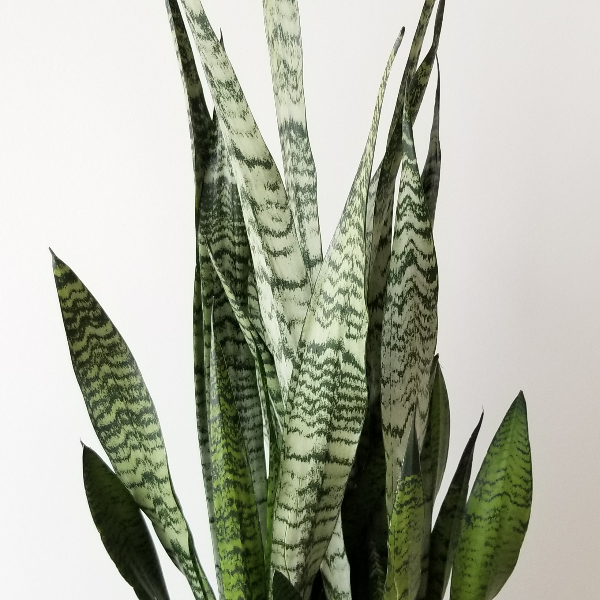 sansevieria-zeylanica