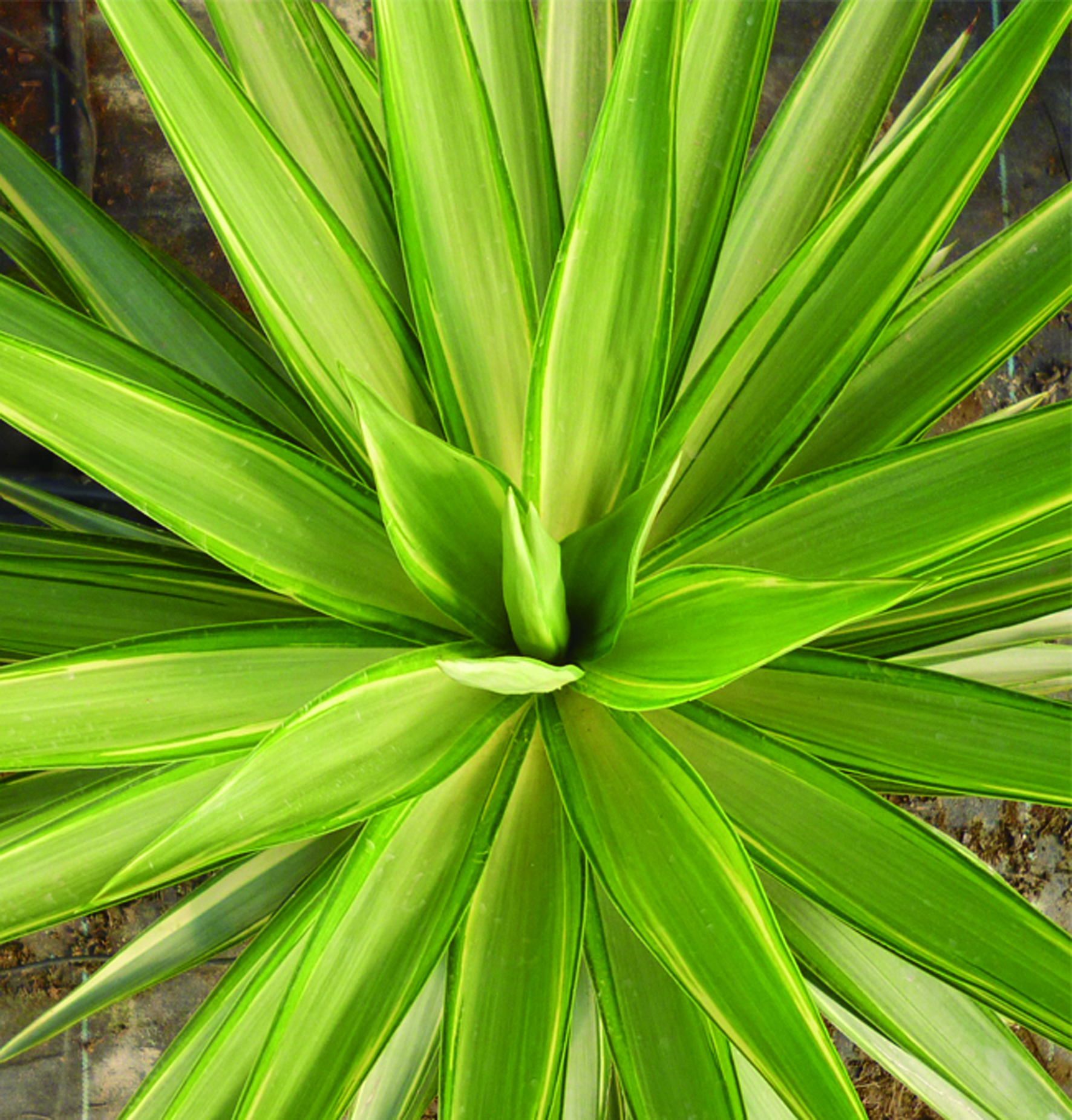 yucca jewel-ok1