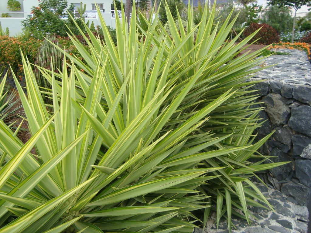 yucca jewel