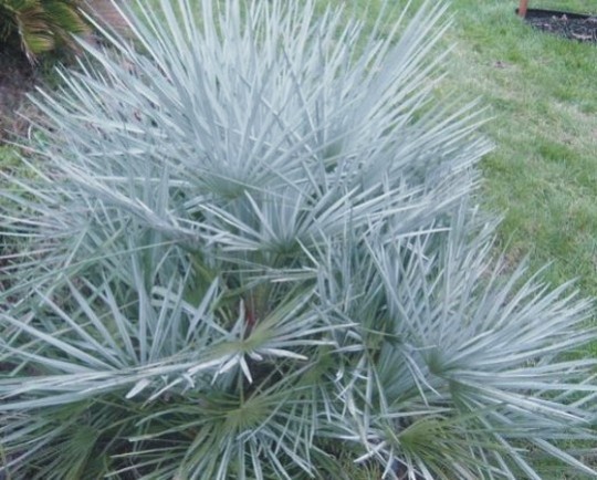 C-HUMILIS-CERIFERA(1)