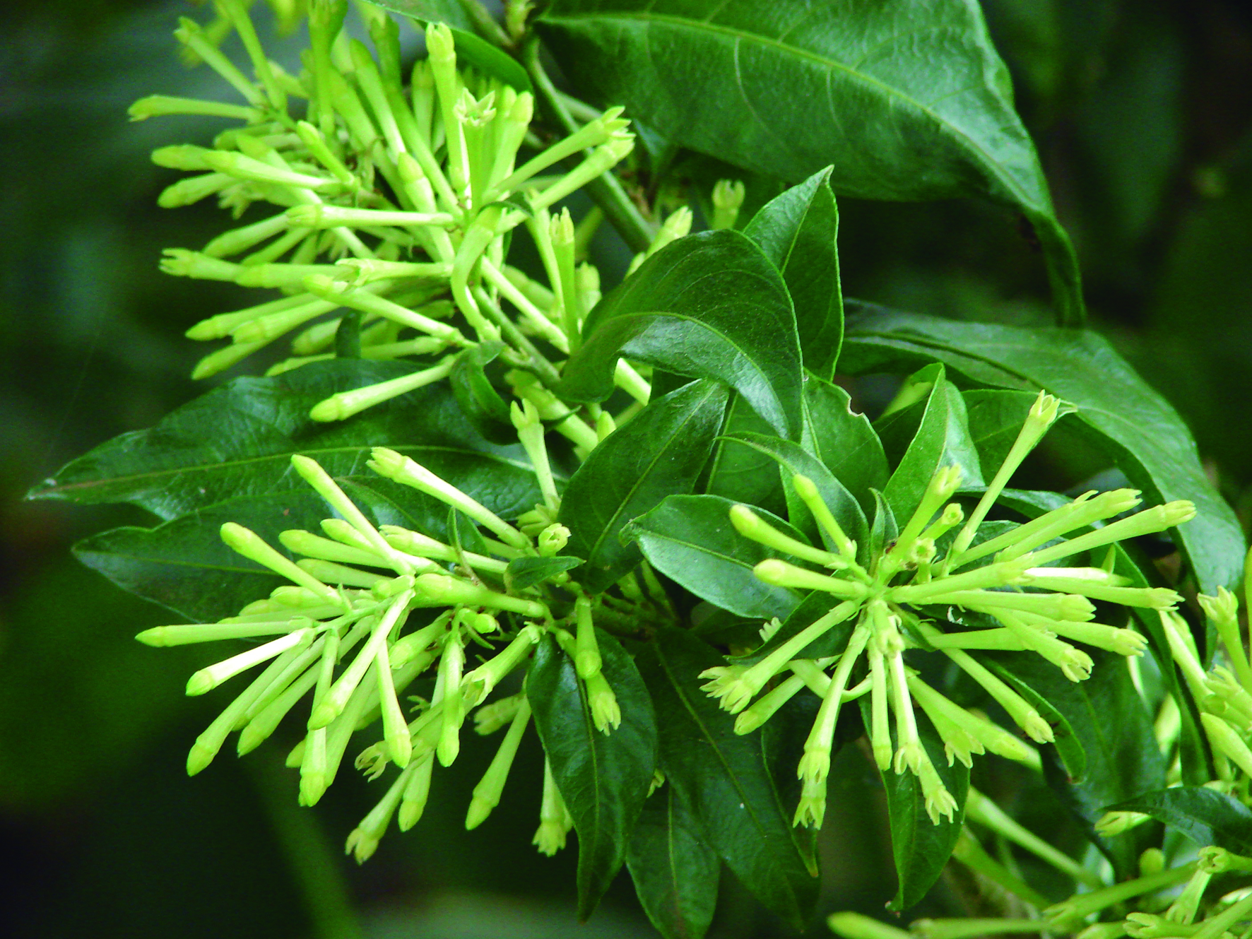 Cestrum_nocturnum