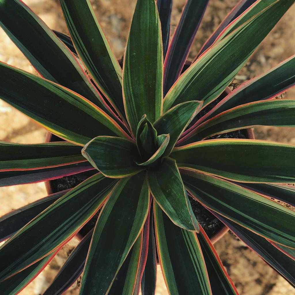 YUCCA GLORIOSA VARIEGATA - DETALLE