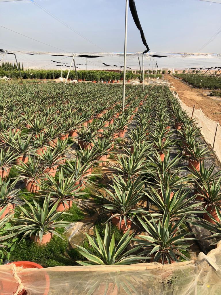 YUCCA GLORIOSA VARIEGATA - PARTIDA