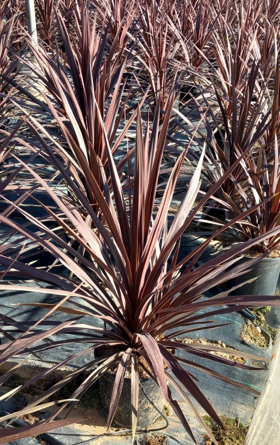 cordyline-red-starC20