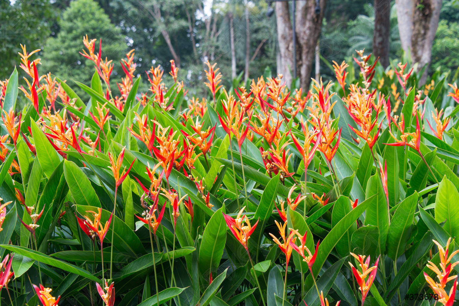 heliconia-flowers-garden-373678