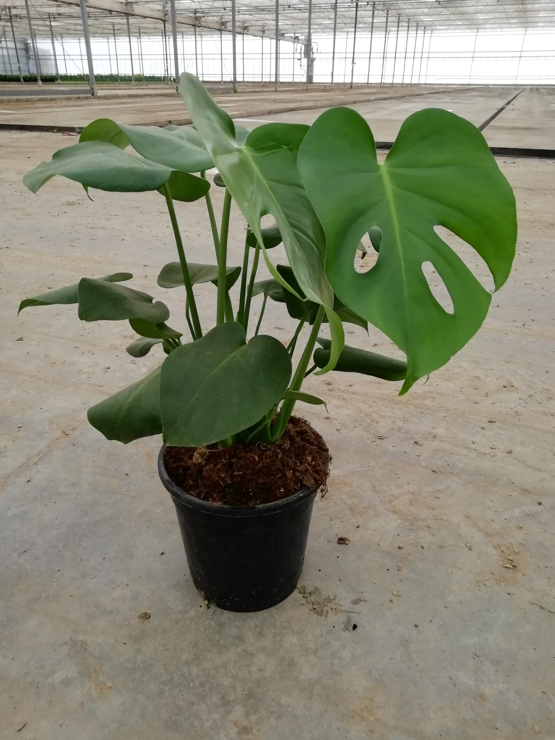 MONSTERA DELICIOSA C17