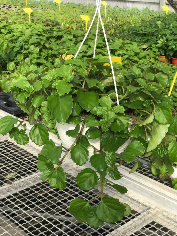 PLECTRANTHUS-VERTICULLATUS-TARRINA