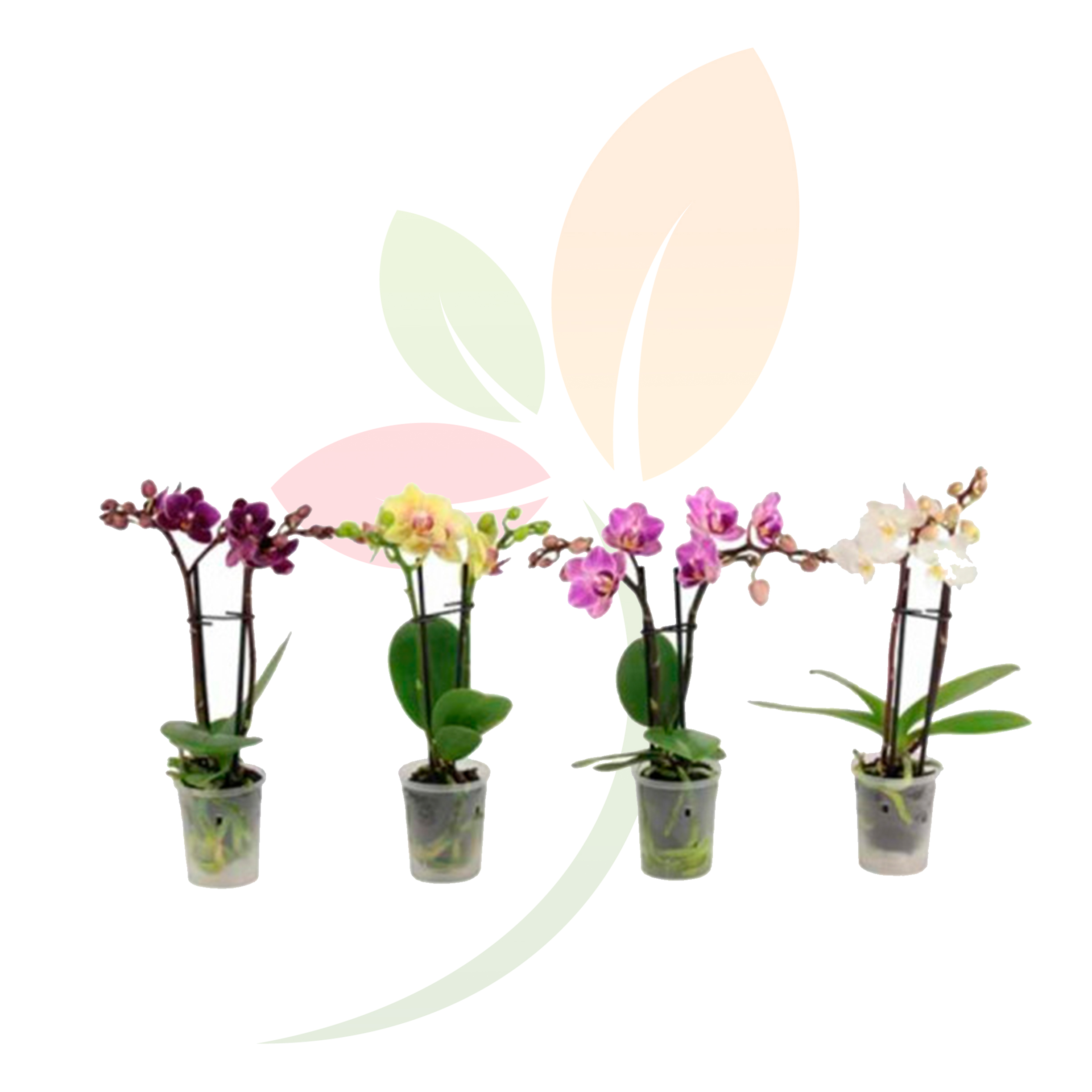03200C12W20-20PHALAENOPSIS.jpg