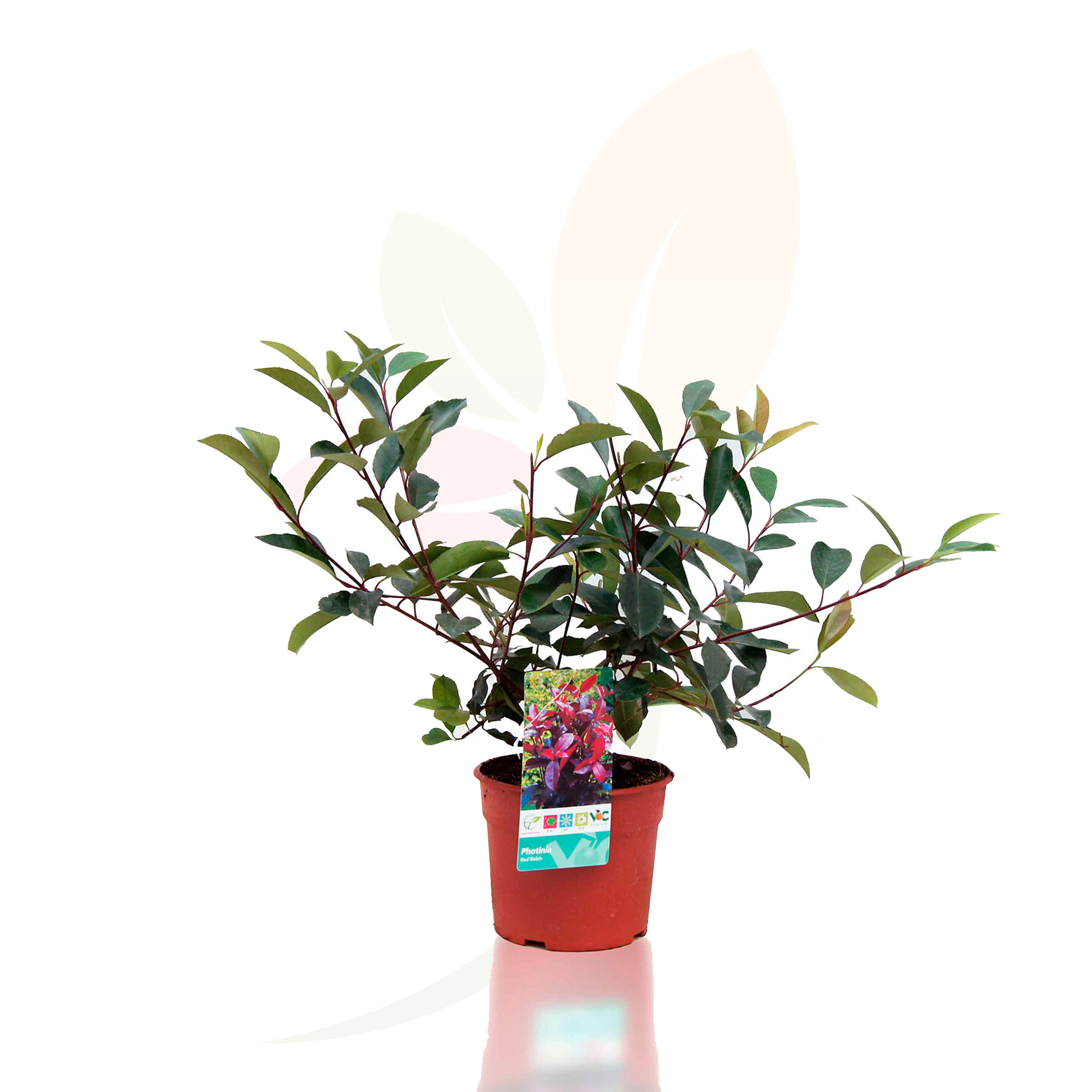 38400M2Z20-20PHOTINIA.jpg