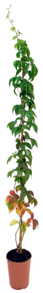 AMPELOPSIS QUINQUEFOLIA 3L