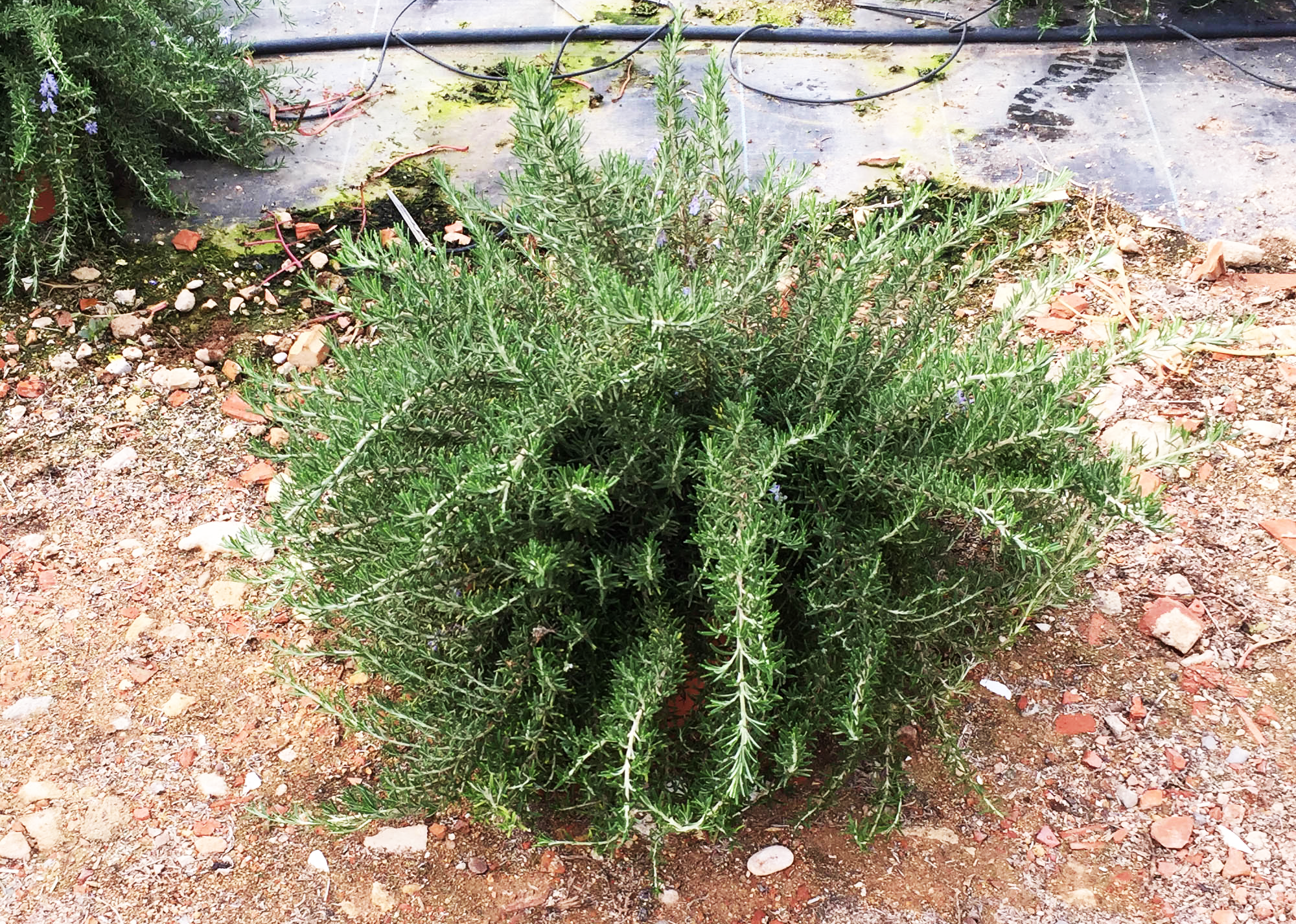 Rosmarinus postrata 5L copia