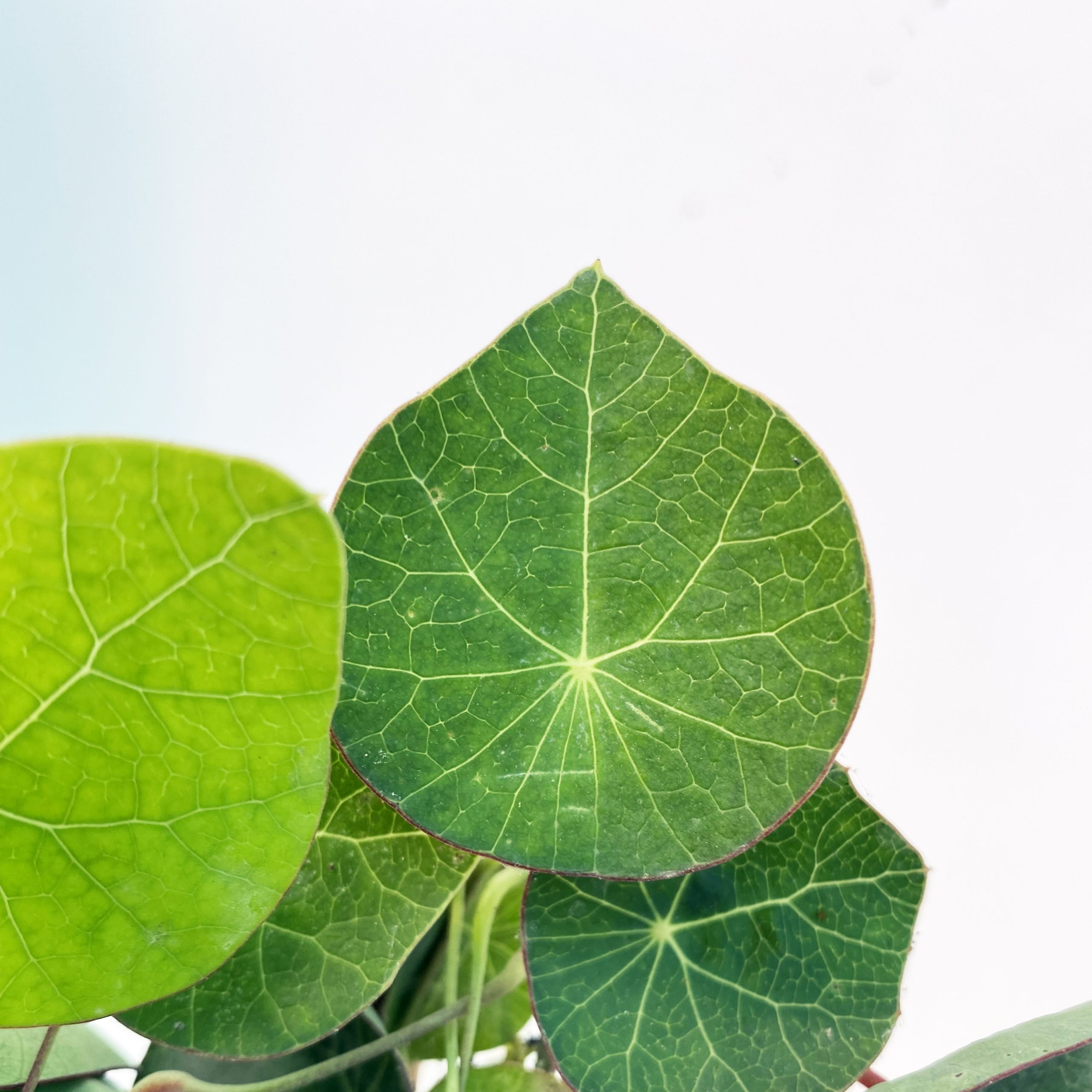 STEPHANIA ERECTA T17_DETALLE