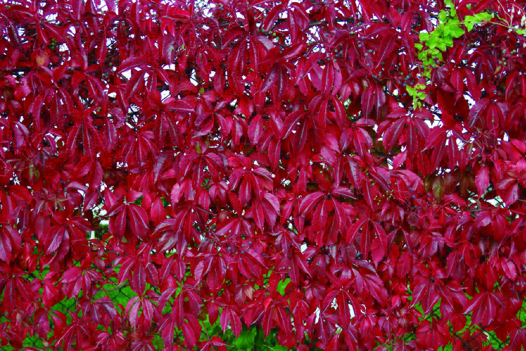 ampelopsis-quinquefolia