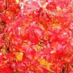 ampelopsis-quinquefolia1-150x150