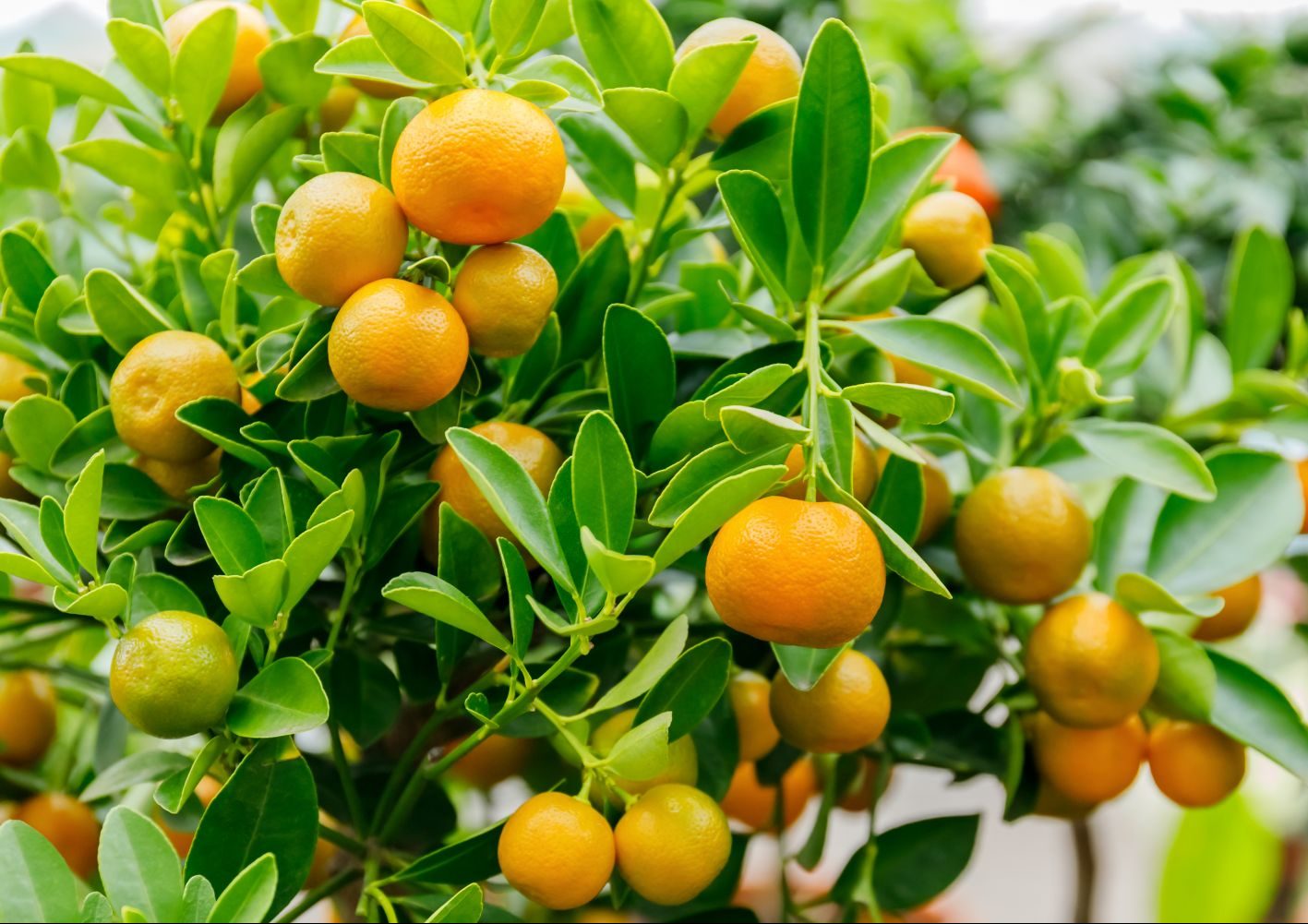 Calamondine,Fruits,On,Tree.,Calamondin,Citrus,Microcarpa,Or,Citrofortunella,Microcarpa