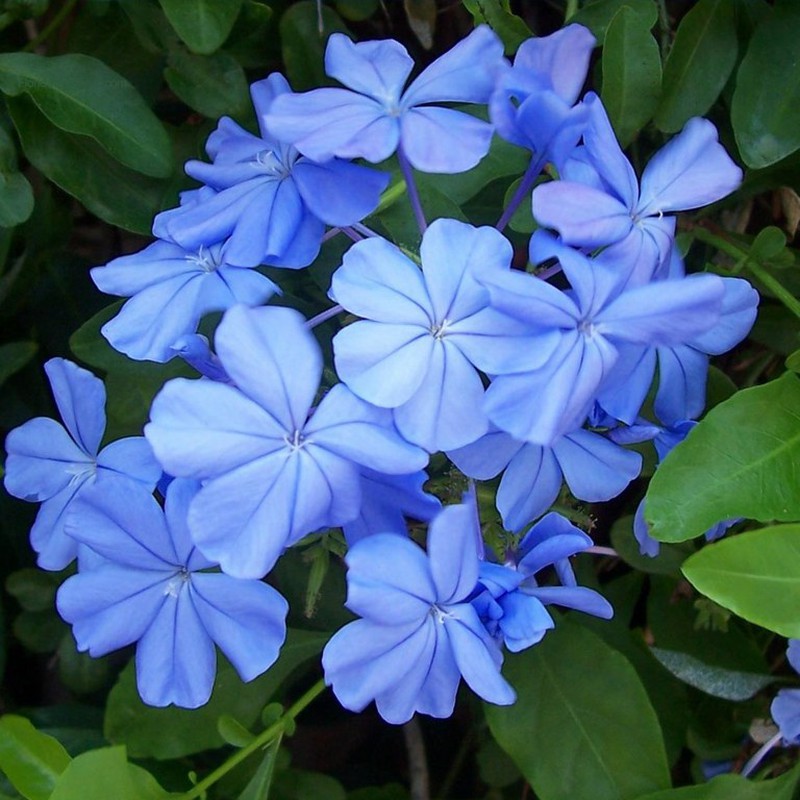 plumbago-auriculata-800x800