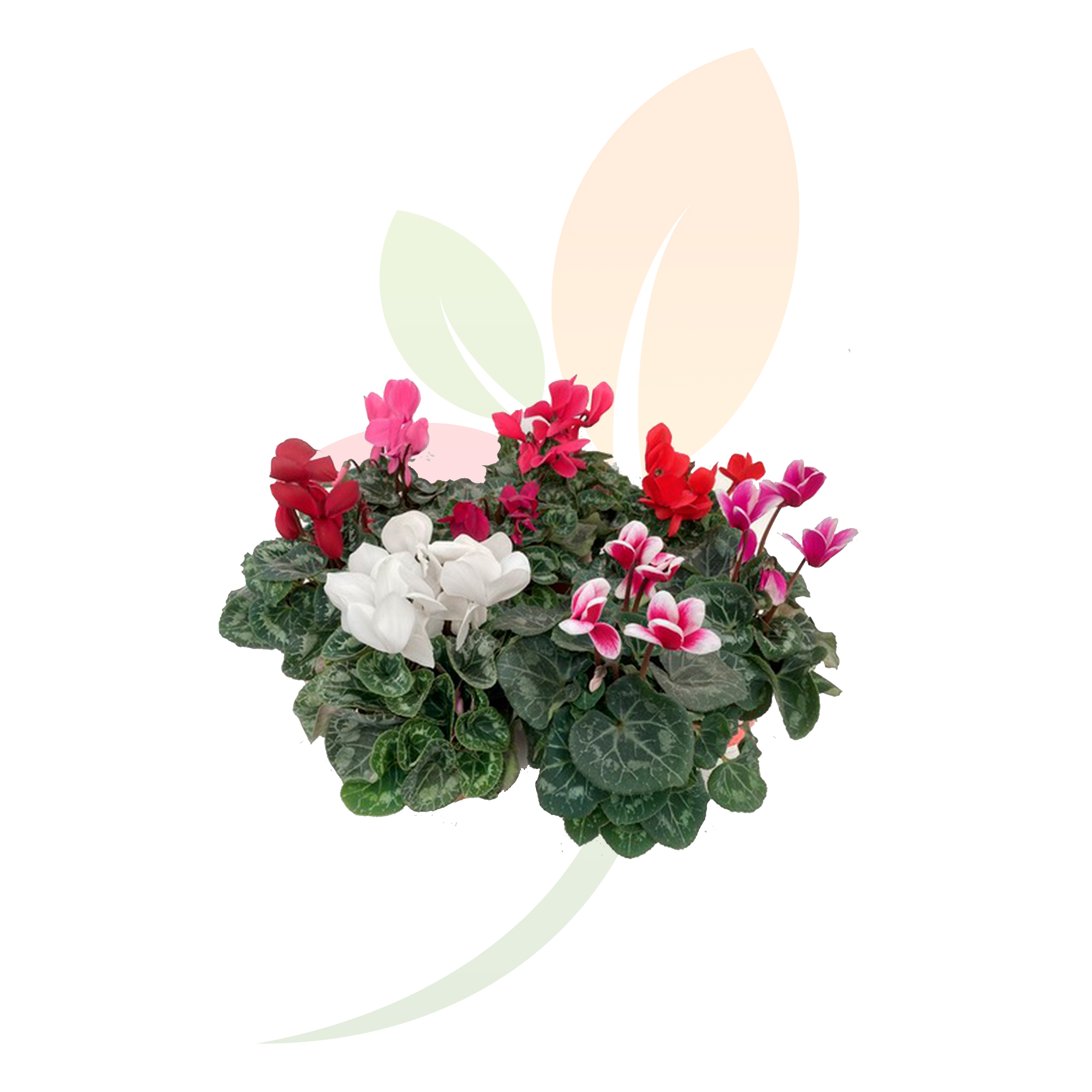 86000C14W20-20CYCLAMEN.jpg