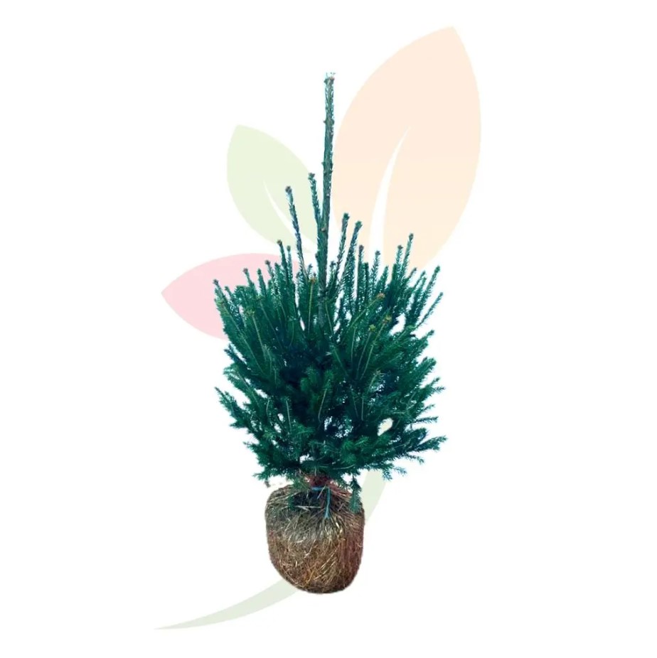 Abies-Excelsa-Cepellon